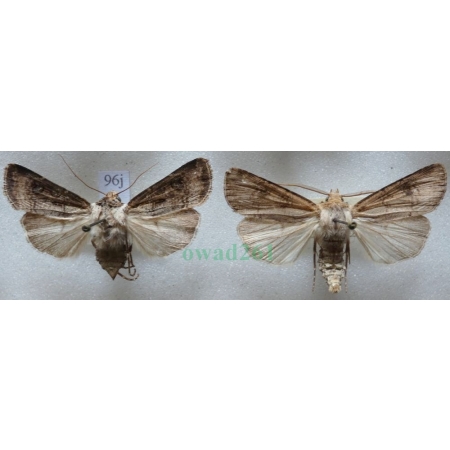 Agrotis clavis (Hufnagel, 1766) pair Rolnica female Slovakia, male Czech96j